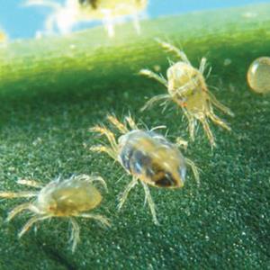 Spider Mite Control Phytoseiulus 2K