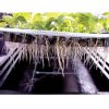 Aeroponics Xtream Propagator 