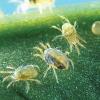 Spider Mite Control Phytoseiulus 2K